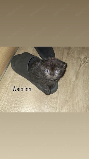 2 süße BKH-katzen abzugeben