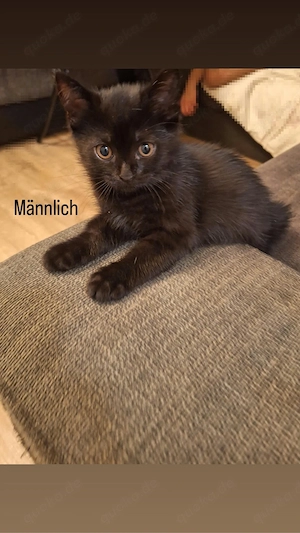 2 süße BKH-katzen abzugeben