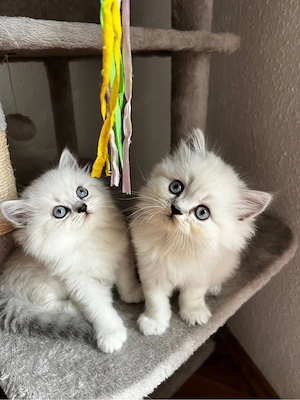 Katzenbaby 