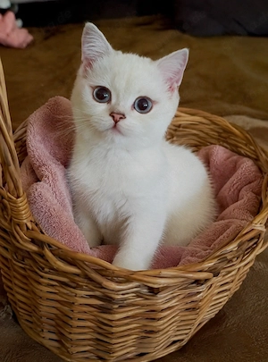Britisch Kurzhaar-Katze (weiblich)