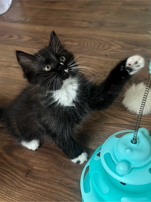 zwei kitten abzugeben 