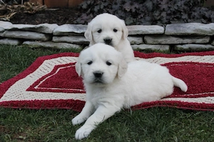 Wunderschöne Golden Retriever-Welpen (3 Monate alt) suchen liebevolles Zuhause!