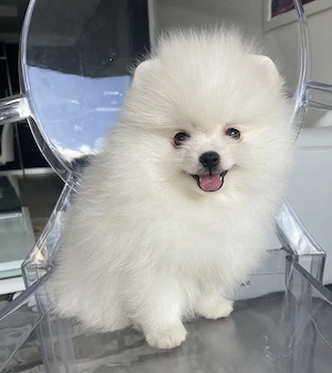 Pomeranian-Welpe verfügbar