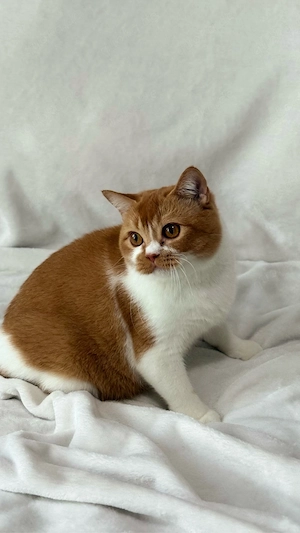BKH Katze mit Stammbaum Bild 2