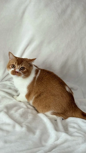 BKH Katze mit Stammbaum Bild 4