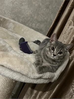 Süßer BKH Kater sucht liebevolles Zuhause