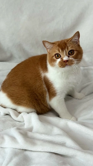BKH Katze mit Stammbaum Bild 3