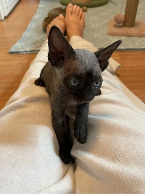 Kitten Katze Devon Rex Sphynx