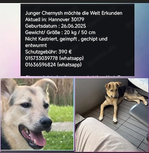 Junger Chernysh möchte die Welt Erkunden Hannover 30179