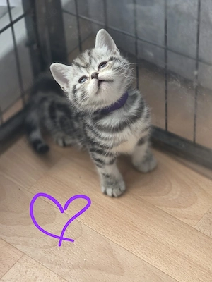 Bkh Whiskas kitten 