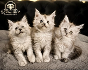 Unsere kleinen Maine- Coon-Schätze suchen ein liebevolles Zuhause