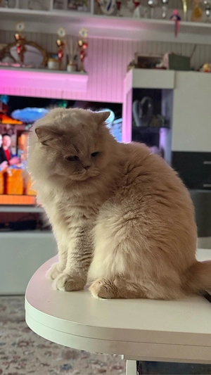 BLH Katze mit Stammbaum