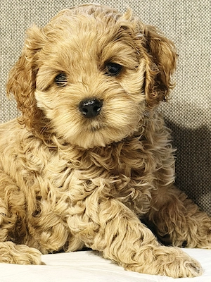 Wunderschöne Cockapoo-Welpen 