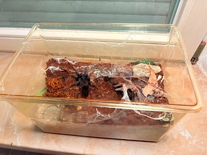 Lasiocyano Pterinopelma Sazimai Weibchen 5cm KL