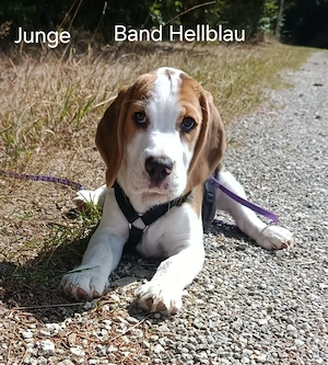 ABGABEBEREIT Diese Süßen Beagle Welpen suchen noch ein Zuhause 