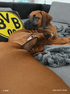 Rhodesian Ridgeback Rüde 11 1 2 Wochen alt