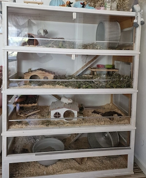 3 Degu Weibchen mit Zubehör 