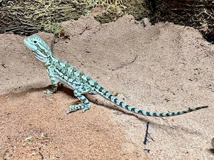 Zwergbartagame Pogona henrylawsoni - eigene Nachzucht 06 2026