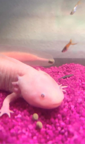 Axolotl-Weibchen