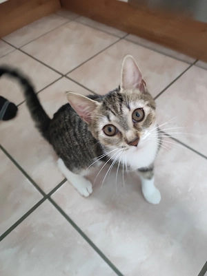 Kitten Weibchen 