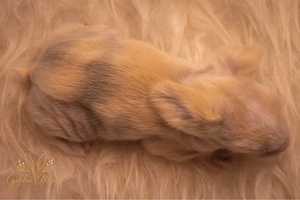 Teddywidder Löwenwidder Lionlop Minilop Zwergkaninchen Zwergwidder Löwenköpfchen Teddyzwerg Hase