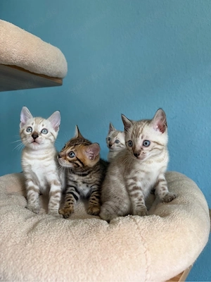 Reinrassige Bengal-Kitten   3 Mädchen & 1 Junge Bild 10