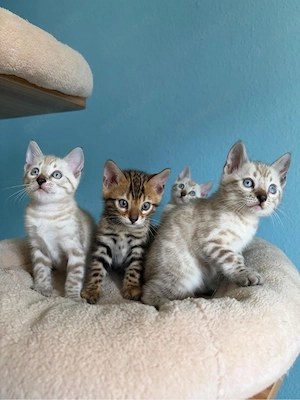 Reinrassige Bengal-Kitten   3 Mädchen & 1 Junge Bild 8
