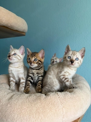 Reinrassige Bengal-Kitten   3 Mädchen & 1 Junge Bild 6