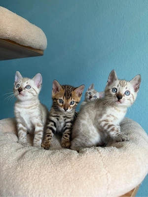 Reinrassige Bengal-Kitten   3 Mädchen & 1 Junge Bild 5