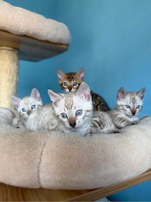 Reinrassige Bengal-Kitten   3 Mädchen & 1 Junge Bild 9