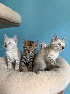 Reinrassige Bengal-Kitten   3 Mädchen & 1 Junge Bild 4