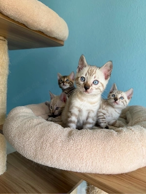 Reinrassige Bengal-Kitten   3 Mädchen & 1 Junge Bild 7