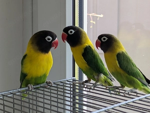 Schwarzköpfchen-Hahn 9 Monate alt abzugeben