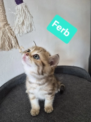 GoldenTabby BKH  Kitten
