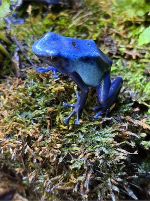 Dendrobates Tinctorius Nominat und Azureus