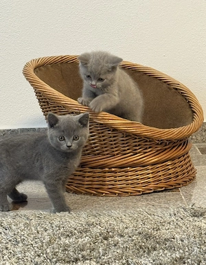 Reinrassige BKH Kitten suchen ein liebevolles Zuhause.