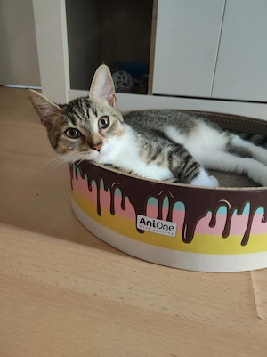 Kitten Weibchen 