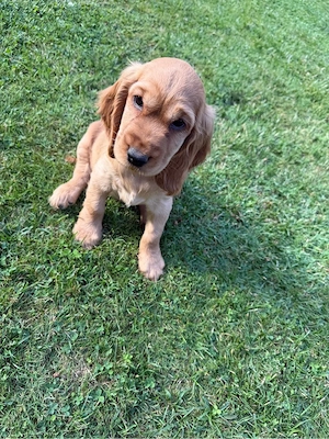 Cocker Spaniel Welpen Bild 3