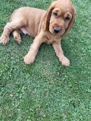 Cocker Spaniel Welpen Bild 2