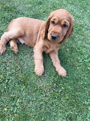 Cocker Spaniel Welpen Bild 4