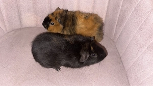 Meerschweinchen - Frühkastraten ca 1 jahr alt