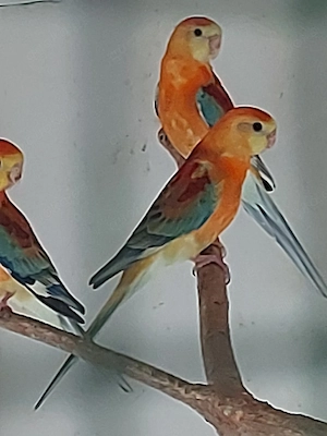 Singsittich Hähne - Vögel - Sittiche  Bild 2