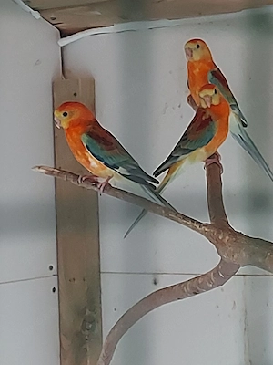 Singsittich Hähne - Vögel - Sittiche 