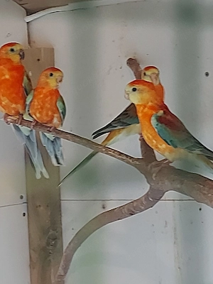 Singsittich Hähne - Vögel - Sittiche  Bild 3