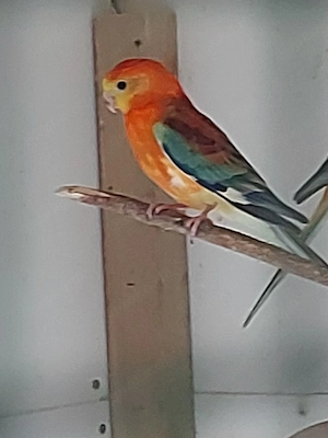 Singsittich Hähne - Vögel - Sittiche  Bild 4