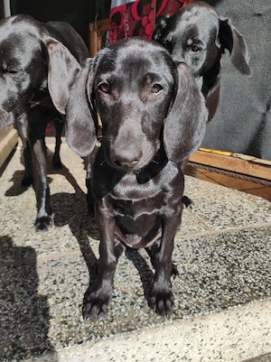 Welpen Weimaraner Mix 