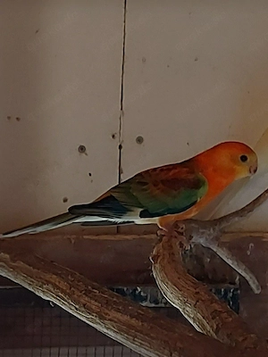 Singsittich Hähne - Vögel - Sittiche  Bild 5
