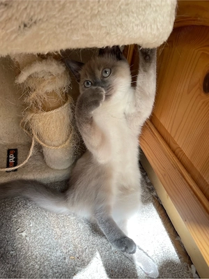siam kitten 