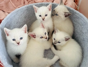 Siam   BKH mix Kitten 