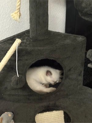 Britisch Kurzhaar Kitten 